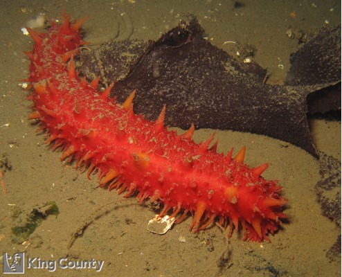 Photo of Parastichopus californicus